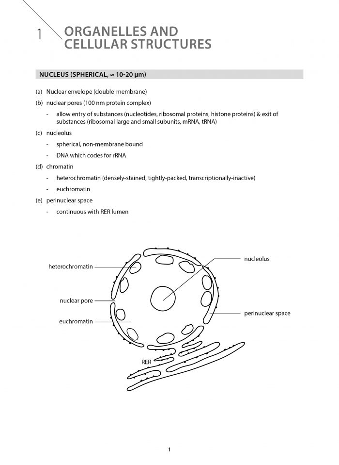 Key Guide A-Level H2 Biology: Key Summaries for Effective Revision ...