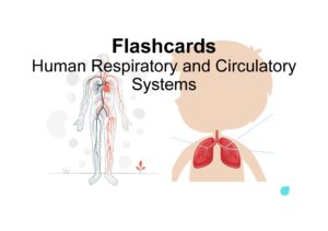 Human Respiratory and Circulatory Systems