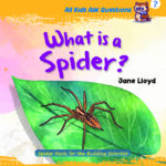 All Kids Ask Questions- What is a Spider?