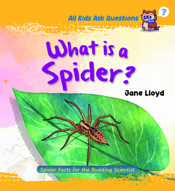 What is a Spider